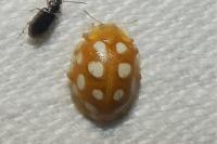 Halyzia sedecimguttata