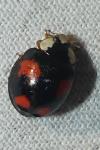 Harmonia axyridis