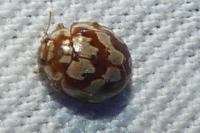 Myrrha octodecimguttata