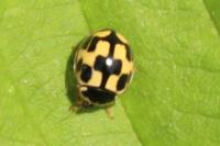 Propylea quatuordecimpunctata