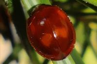 Exochomus quadripustulatus