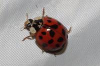 Harmonia axyridis