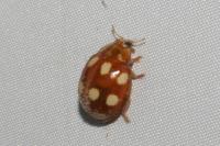 Calvia decemguttata