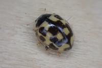 Propylea quatuordecimpunctata