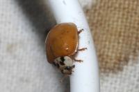 Harmonia axyridis