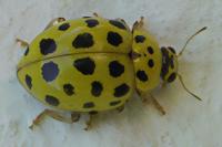 Psyllobora vigintiduopunctata