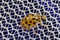 Anisosticta novemdecimpunctata