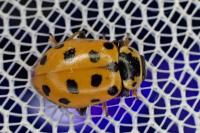 Hippodamia tredecimpunctata