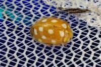 Halyzia sedecimguttata