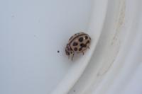 Tytthaspis sedecimpunctata