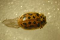 Anisosticta novemdecimpunctata