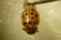 Anisosticta novemdecimpunctata