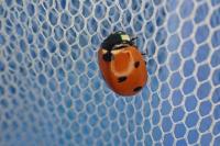 Coccinella septempunctata