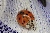 Harmonia axyridis