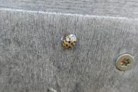 Harmonia axyridis