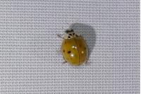 Harmonia axyridis