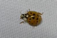 Harmonia axyridis