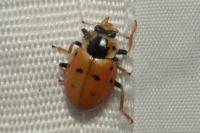 Hippodamia tredecimpunctata