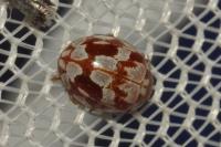 Myrrha octodecimguttata