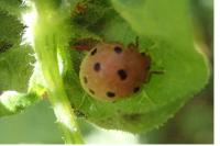 Henosepilachna argus