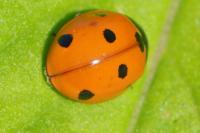 Coccinella septempunctata