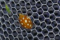 Halyzia sedecimguttata