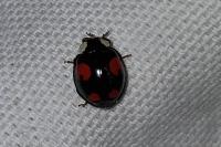 Harmonia axyridis