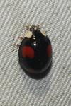 Harmonia axyridis