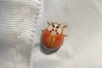 Harmonia axyridis