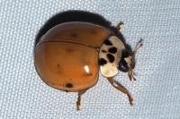 Harmonia axyridis