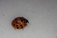 Harmonia axyridis