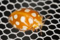 Halyzia sedecimguttata