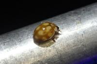 Adalia decempunctata