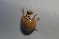 Harmonia axyridis