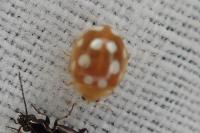 Vibidia duodecimguttata