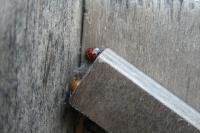 Harmonia axyridis