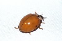 Harmonia axyridis