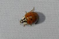 Harmonia axyridis