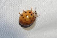 Harmonia axyridis