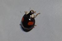 Harmonia axyridis