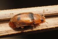 Coccidula scutellata