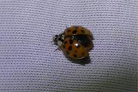 Harmonia axyridis