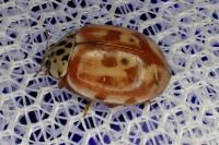 Harmonia quadripunctata