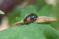 Platynaspis luteorubra