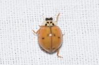 Harmonia axyridis