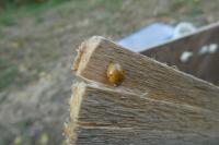 Harmonia axyridis