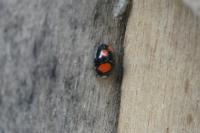 Harmonia axyridis