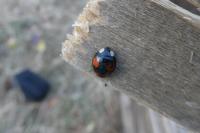 Harmonia axyridis