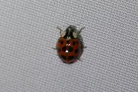 Harmonia axyridis