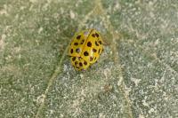 Psyllobora vigintiduopunctata